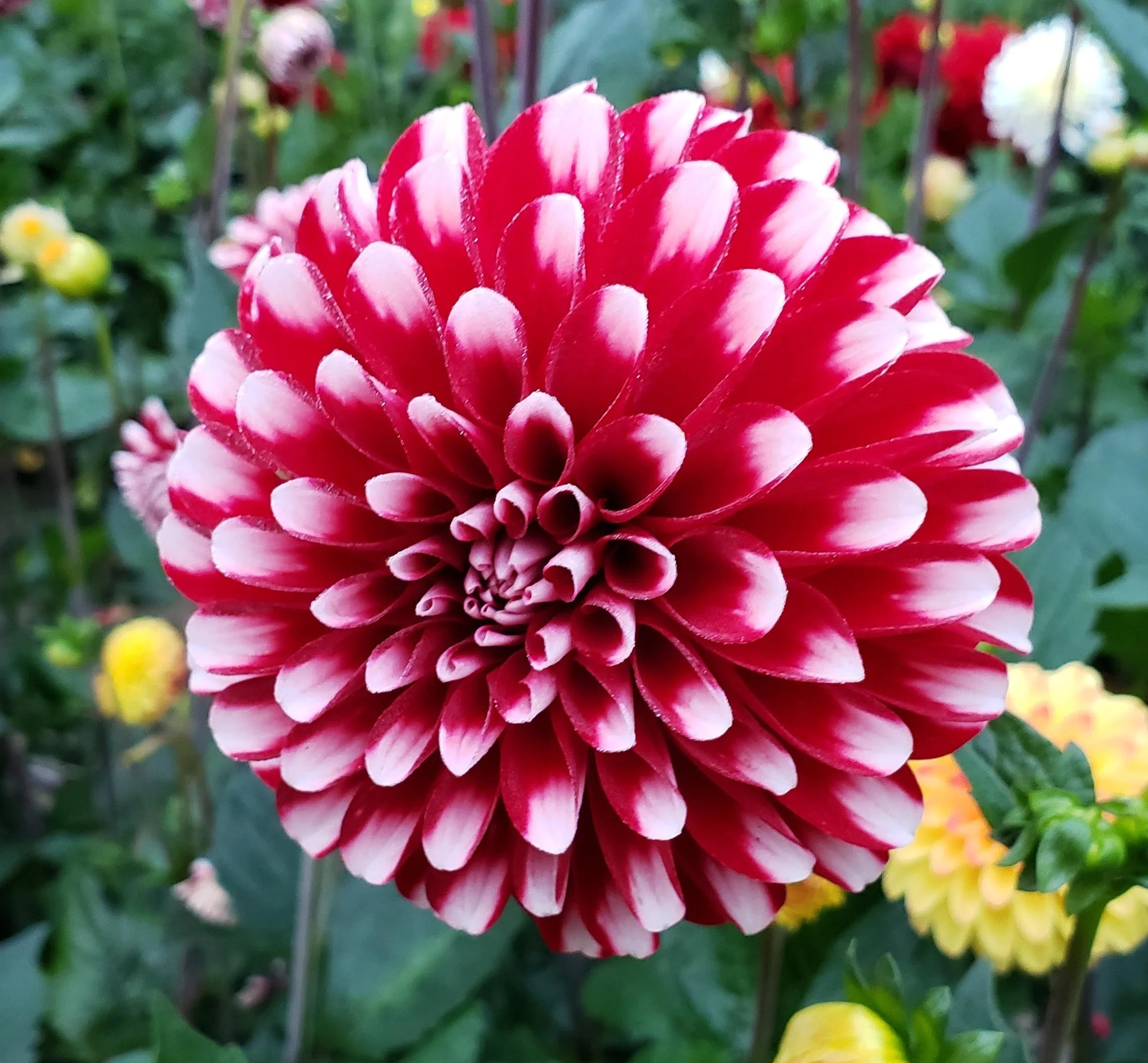 Dahlia Shop — Cowlitz River Dahlias